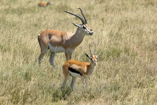 Thomsons en Grant's gazellen — Stockfoto