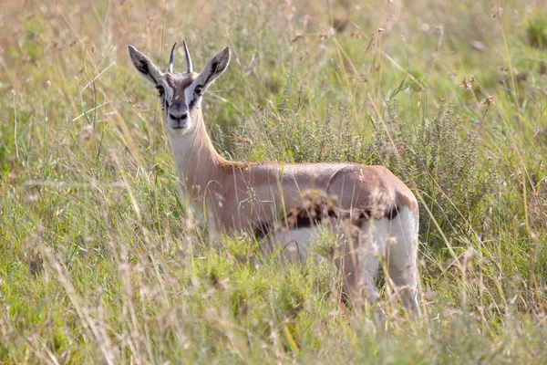 Young Thomson's gazelle camera kijken — Stockfoto