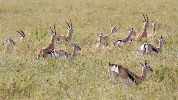 Herd of running Thomson's gazelles — Stock Photo, Image