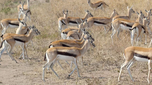 Herd of walking Thomson's gazelles — Stock Photo, Image