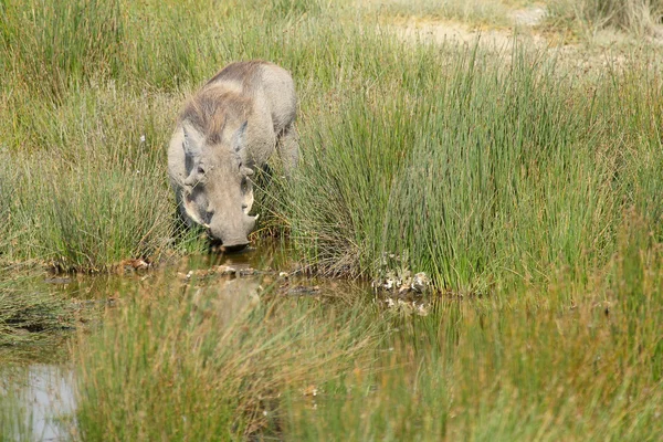 Warthog drinking from a pond — Stock Photo, Image