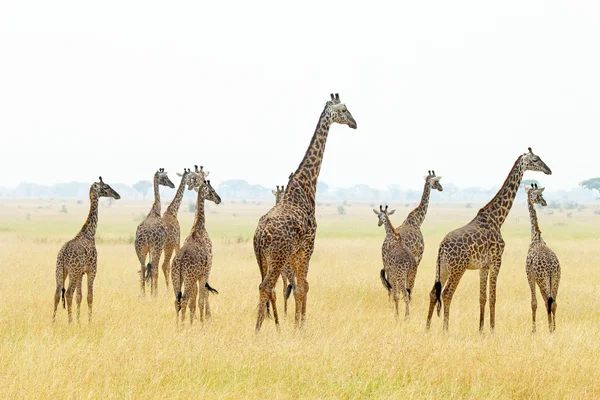 Rebanho de girafas — Fotografia de Stock