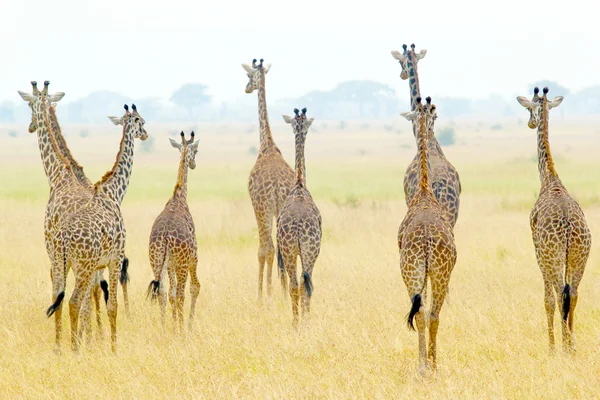 Rebanho de girafas — Fotografia de Stock