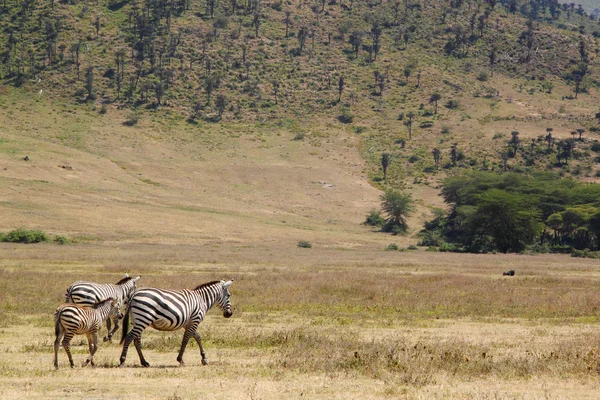 Ngorongoro-család közös zebrák — Stock Fotó