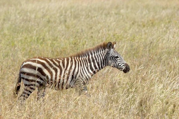 Gemeenschappelijke zebra in de savanne — Stockfoto