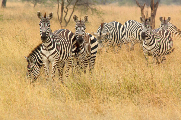 A herd of common zebras, Equus Quagga, in Serengeti National Park, Tanzania