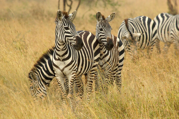 A herd of common zebras, Equus Quagga, grazing in the savannah Serengeti National Park, Tanzania