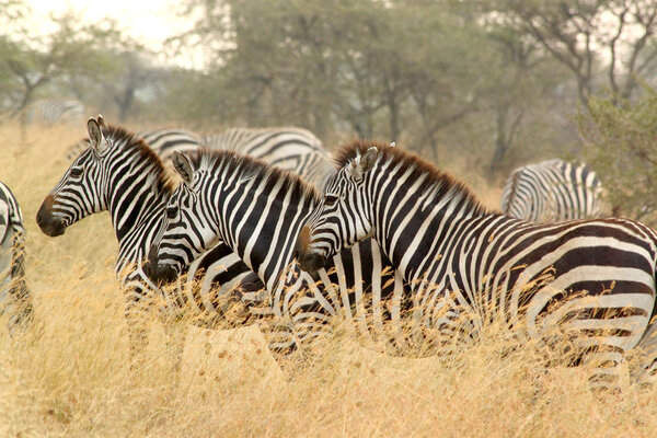 A herd of common zebras, Equus Quagga, standing in the savannah Serengeti National Park, Tanzania