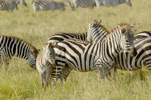 Zebras mit einem Baby — Stockfoto