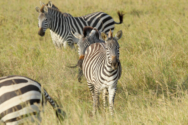 A herd of common zebras, Equus Quagga, standing in the savannah in Serengeti National Park, Tanzania