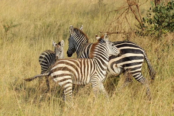 Jonge gemeenschappelijk Zebra's spelen — Stockfoto
