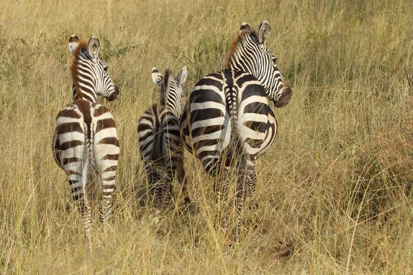 Зебры сзади — стоковое фото