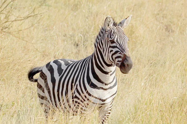 Common zebra standing in savannah — Stock Photo, Image
