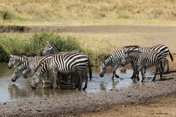A herd of common zebras, Equus Quagga, drinking from a water hole in Serengeti National Park, Tanzania