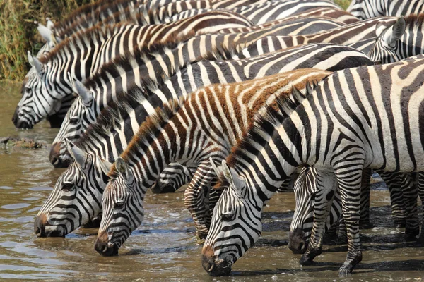 Common zebras drinking in Serengeti — Stock Photo, Image