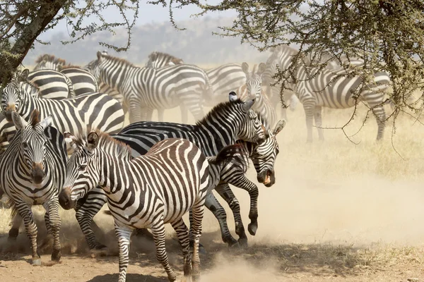 Стадо неспокійних звичайних зебр — стокове фото