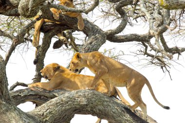 Bir ağaç üzerinde dinlenme lionesses gururu