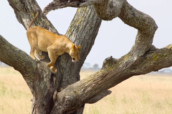 Lionne sur un arbre — Photo