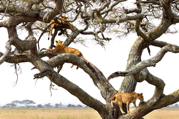 Orgullo de leonas descansando sobre un árbol — Foto de Stock