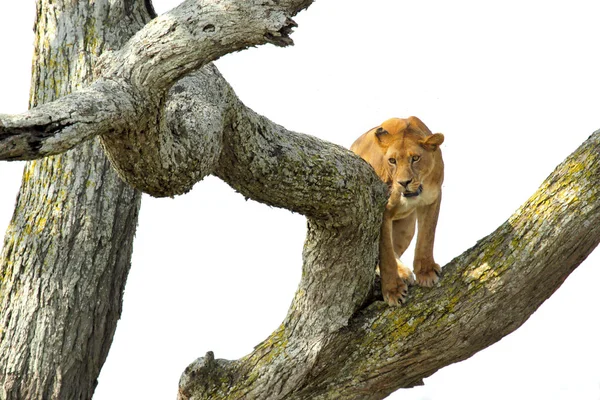 Bir ağaç tırmanma dişi aslan — Stok fotoğraf