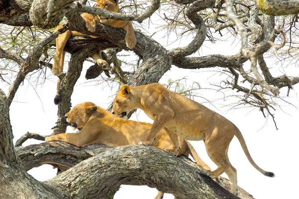Bir ağaç üzerinde dinlenme lionesses gururu — Stok fotoğraf