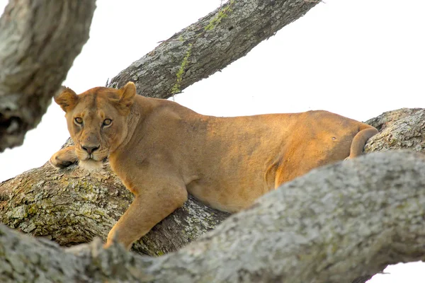 Lionne reposant sur un arbre — Photo