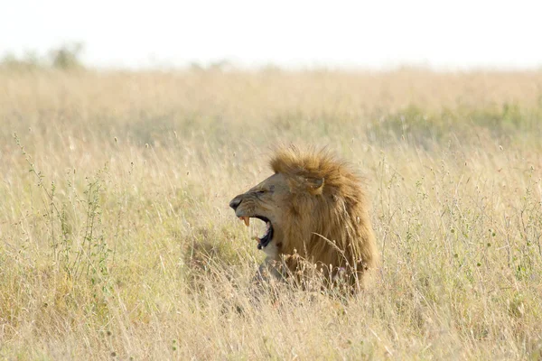 Löwenmännchen brüllt auf der Weide — Stockfoto