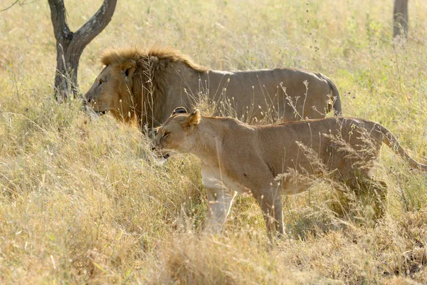 Casal de leão e leoa andando em savana — Fotografia de Stock