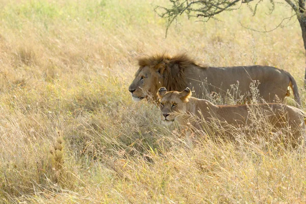 Couple de lion et lionne marchant dans la savane — Photo