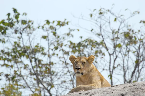 Kayanın üzerinde oturan aslan — Stok fotoğraf