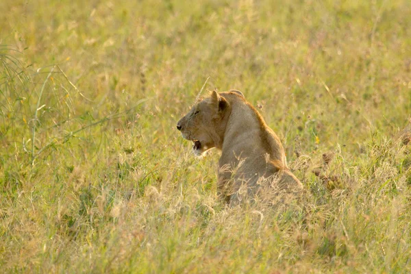 Çimlerde dişi aslan. — Stok fotoğraf