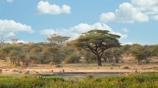 Bir akasya altında genç erkek aslan gurur
