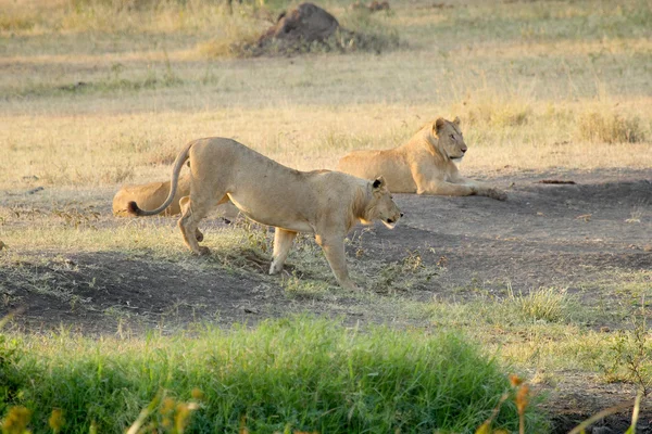 Orgulho de leões machos jovens — Fotografia de Stock