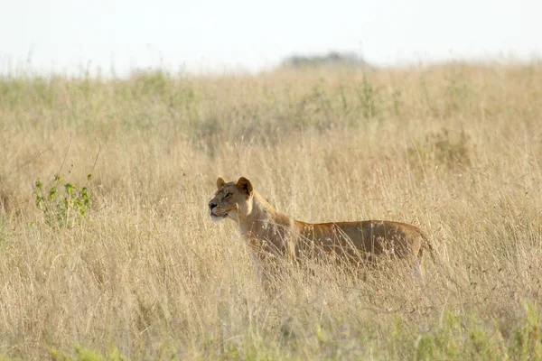 Löwin in der Savanne — Stockfoto