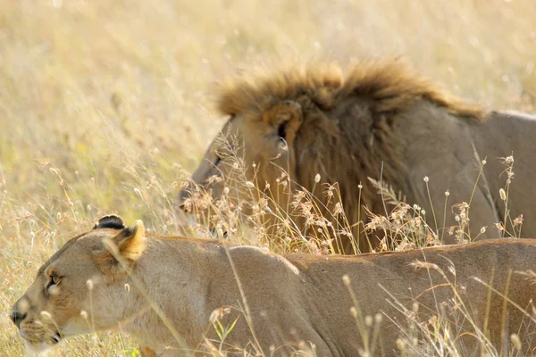 Casal de leão e leoa andando na grama — Fotografia de Stock