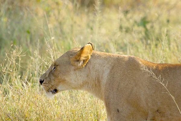 Lionne marchant dans les prairies — Photo