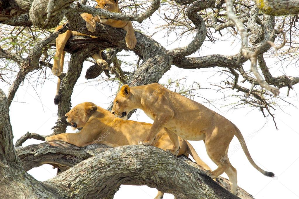 Pride of lionesses resting on a tree
