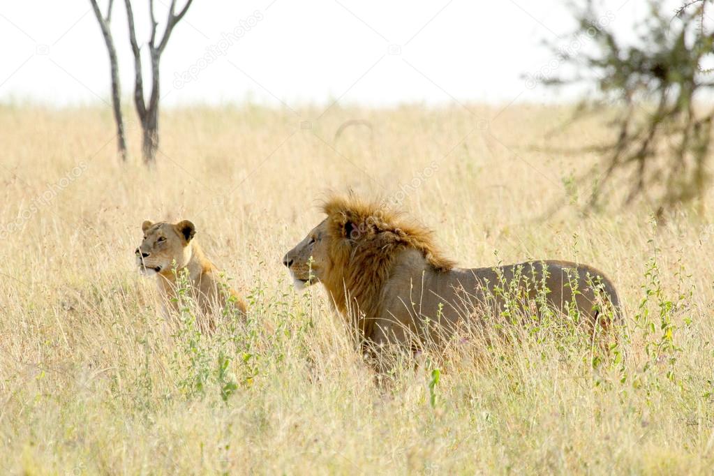 Couple of lion and lioness in savannah