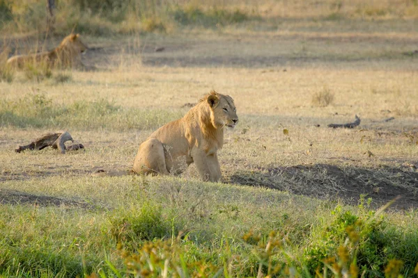 Jeune lion mâle au repos — Photo