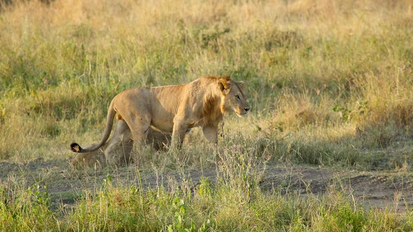 Jeune lion mâle marchant — Photo