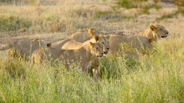 Orgullo de leones machos jóvenes listos para la caza — Foto de Stock