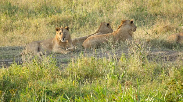 Orgulho de leões machos jovens — Fotografia de Stock