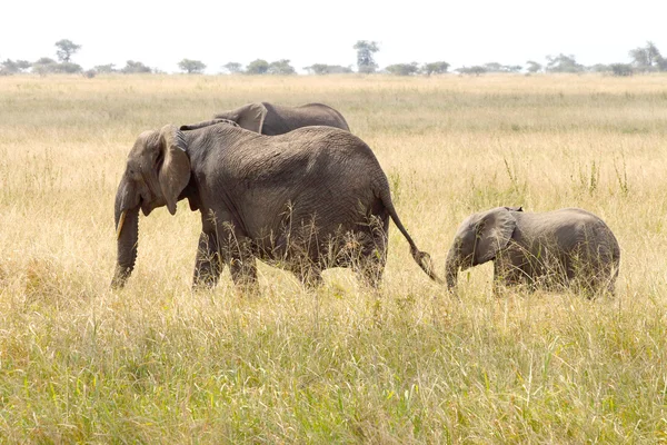 De Afrikaanse babyolifant met de moeder — Stockfoto