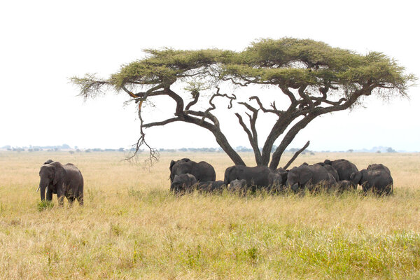 Herd of elephants under a wattle with male guarding