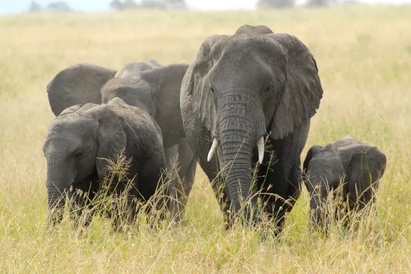 Family of african elephants — Stock Photo, Image