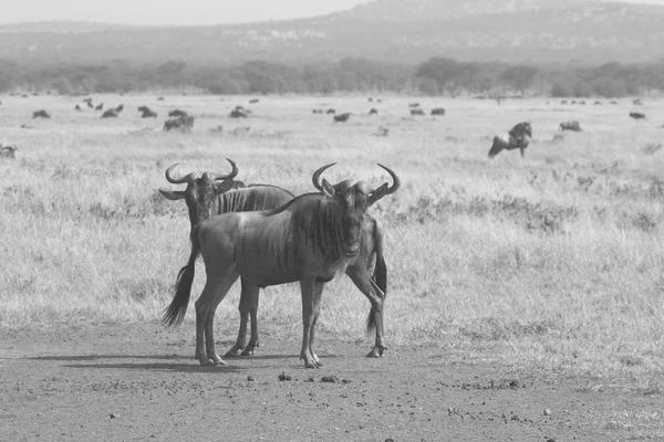 Couple of blue wildebeests in black and white — Stock Photo, Image