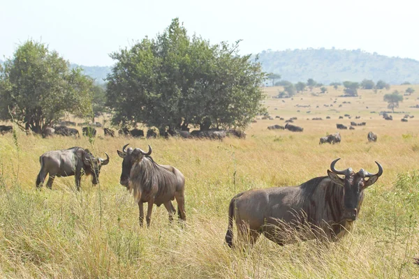 Herd of blue wildebeests grazing in Serengeti — Stock Photo, Image