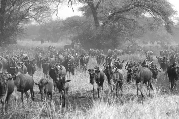 Les gnous bleus pendant la Grande Migration en noir et blanc . — Photo