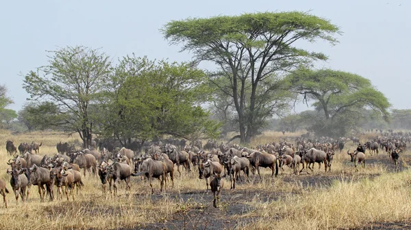 중대 한 이동 하는 동안 블루 wildebeests — 스톡 사진