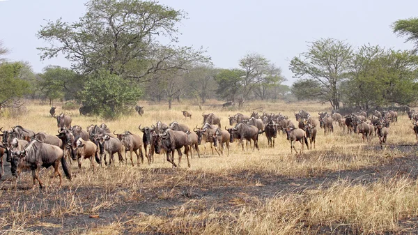Blue wildebeests during the Great Migration
